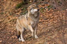 Grey Wolf - Canis lupus