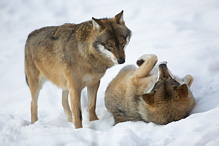 Grey Wolf - Canis lupus