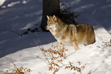 Grey Wolf - Canis lupus