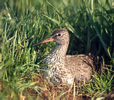 Vodouš rudonohý - Tringa totanus