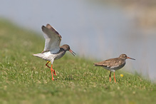 Redshank - Tringa totanus