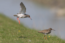 Redshank - Tringa totanus