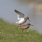 Redshank - Tringa totanus