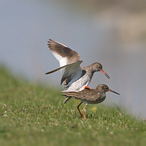 Redshank - Tringa totanus