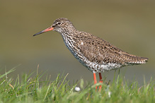 Redshank - Tringa totanus