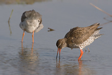 Redshank - Tringa totanus