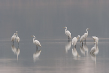 Volavka bílá - Egretta alba