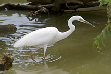 Volavka bílá - Egretta alba