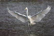 Volavka bílá - Egretta alba