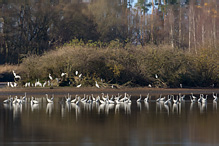 Volavka bílá - Egretta alba