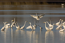 Volavka bílá - Egretta alba