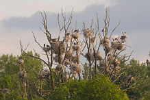 Volavka popelavá - Ardea cinerea