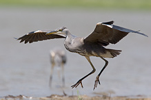 Volavka popelavá - Ardea cinerea