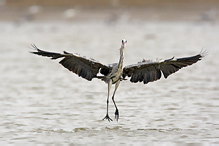 Volavka popelavá - Ardea cinerea