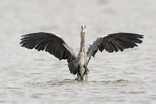 Volavka popelavá - Ardea cinerea