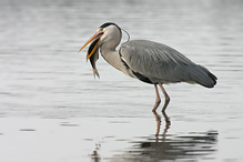 Volavka popelavá - Ardea cinerea