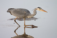 Volavka popelavá - Ardea cinerea