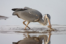 Volavka popelavá - Ardea cinerea