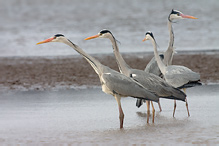 Volavka popelavá - Ardea cinerea