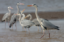 Volavka popelavá - Ardea cinerea