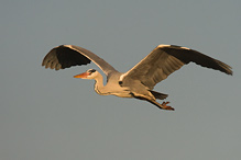 Volavka popelavá - Ardea cinerea