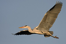 Volavka popelavá - Ardea cinerea