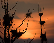 Volavka popelavá - Ardea cinerea