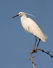 Volavka stříbřitá - Egretta garzetta