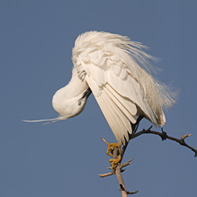 Volavka stříbřitá - Egretta garzetta