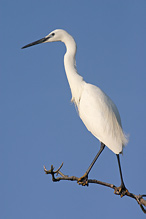 Volavka stříbřitá - Egretta garzetta