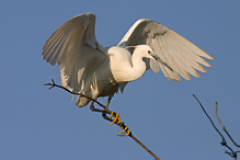 Volavka stříbřitá - Egretta garzetta