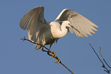 Volavka stříbřitá - Egretta garzetta