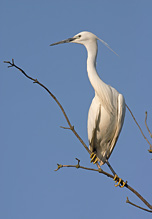 Volavka stříbřitá - Egretta garzetta