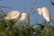 Volavka stříbřitá - Egretta garzetta