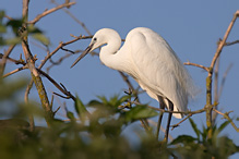 Volavka stříbřitá - Egretta garzetta