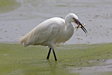 Volavka stříbřitá - Egretta garzetta