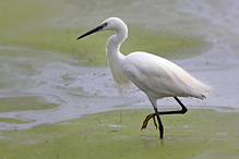 Volavka stříbřitá - Egretta garzetta