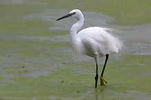 Volavka stříbřitá - Egretta garzetta