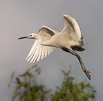 Volavka stříbřitá - Egretta garzetta