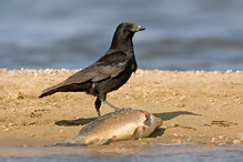 Carrion Crow - Corvus corone corone