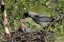 Vrána obecná šedá - Corvus corone cornix