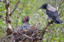 Hooded Crow - Corvus corone cornix