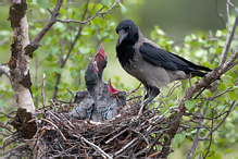 Hooded Crow - Corvus corone cornix