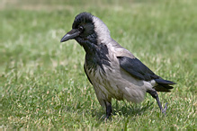 Vrána obecná šedá - Corvus corone cornix