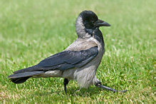 Vrána obecná šedá - Corvus corone cornix