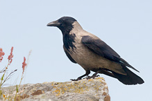 Hooded Crow - Corvus corone cornix