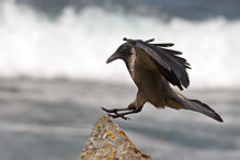 Vrána obecná šedá - Corvus corone cornix