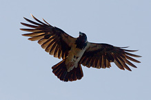 Hooded Crow - Corvus corone cornix