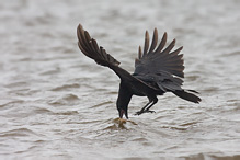 Carrion Crow - Corvus corone corone