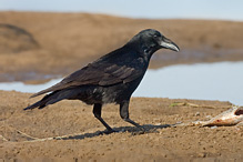 Vrána obecná černá - Corvus corone corone